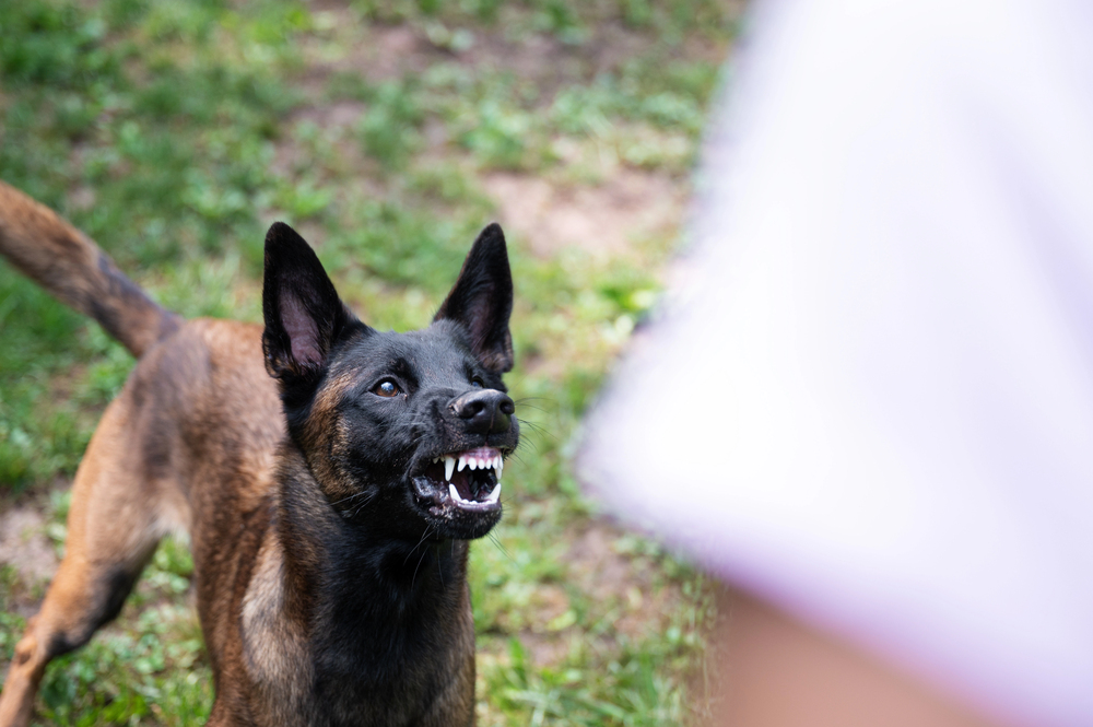 Large Dog Bites Neighbor Near Franklin Terrace in Roselle, NJ