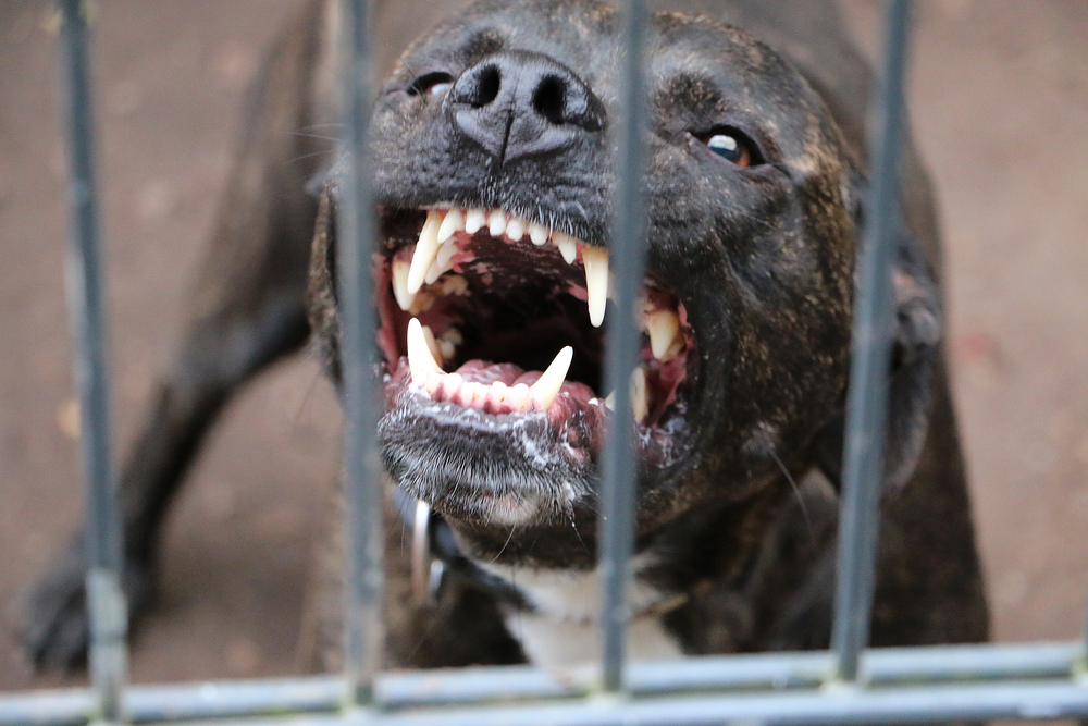 Woman Bitten by Dog Near Morris Ave in Elizabeth, NJ